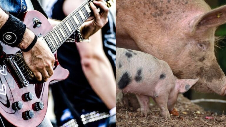 Musicians / Farmed Pigs